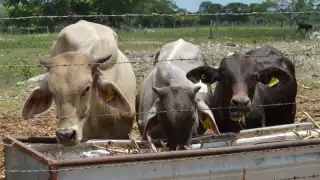 Ganaderos de Othón P. Blanco esperan apertura del programa Peso por Peso