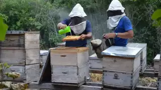 La apicultura de Quintana Roo, en los últimos 5 años, tuvo números positivos