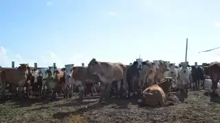 EU reclasificó el estatus zoosanitario para 11 estados del país