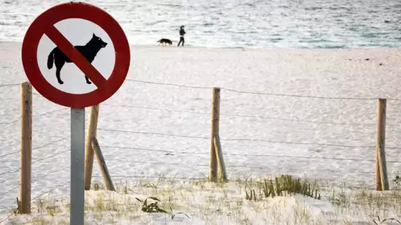 Segú Zofemat los perros no pueden entrar a la playa porque tienen una larva migratoria, la cual puede provocar enfermedades Segú Zofemat los perros no pueden entrar a la playa porque tienen una larva migratoria, la cual puede provocar enfermedades