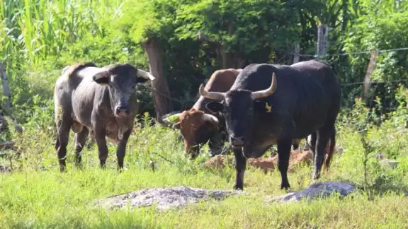 Siguen acciones conjuntas para contener al gusano barrenador en Yucatán