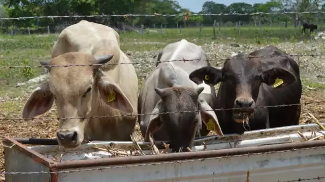 Ganaderos de Othón P. Blanco esperan apertura del programa Peso por Peso