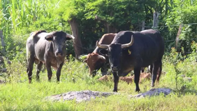 Siguen acciones conjuntas para contener al gusano barrenador en Yucatán