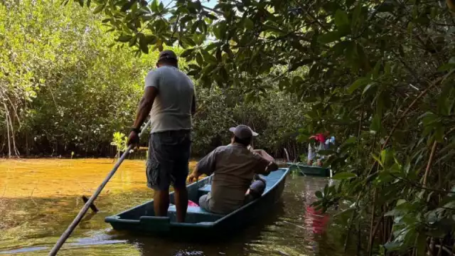 Familias de Sisal lideran la recuperación de manglares en Yucatán