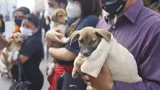 Rescatistas piden cárcel para quien abandone a perros en Mérida