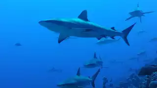 Los tiburones fueron vistos en Playa Xcalacoco