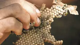 Pueblo Mágico de Maní promoverá la meliponicultura como atractivo