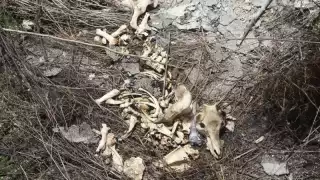 Estiman pérdidas de 200 cabezas de reses en Chetumal