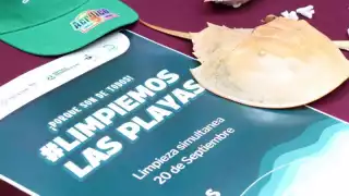 Prevén la participación de  más de 2 mil  voluntarios en la jornada de limpieza de 14 playas de Yucatán