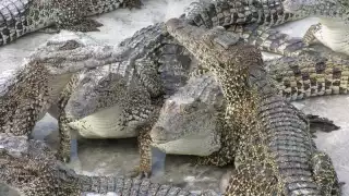 Por la caza indiscriminada en la década de los años 70 y 80 del siglo pasado, sus poblaciones se vieron muy afectadas