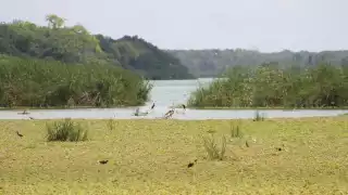 Continúa pesca en laguna de Chetumal, pese a advertencia de contaminación