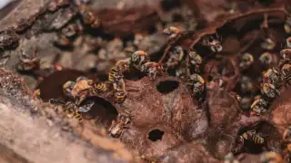 Miel Bienestar garantiza pago justo: 70 pesos por kilo a productores de Yucatán 