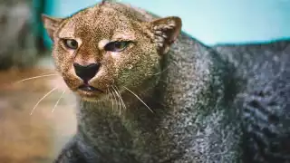 Pese a ser un felino distribuido en toda América, se encuentra en peligro de extinción debido a su pérdida de habitad