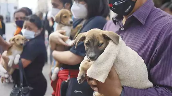 Rescatistas piden cárcel para quien abandone a perros en Mérida Rescatistas piden cárcel para quien abandone a perros en Mérida