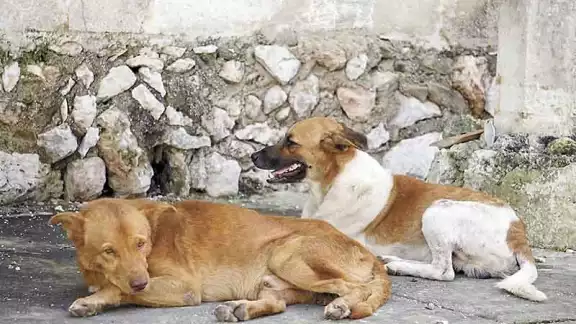 El ruido excesivo de la pirotecnia puede ocasionar graves afectaciones en los perritos El ruido excesivo de la pirotecnia puede ocasionar graves afectaciones en los perritos