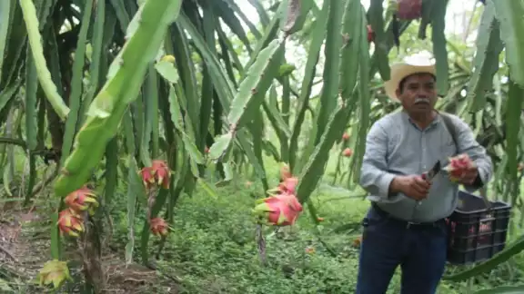 Los agricultores registran una producción de 8 mil toneladas anuales y una exportación de 300 Los agricultores registran una producción de 8 mil toneladas anuales y una exportación de 300