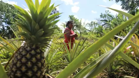Quintana Roo pasó del puesto 23 en producción piñera en 2011 Quintana Roo pasó del puesto 23 en producción piñera en 2011
