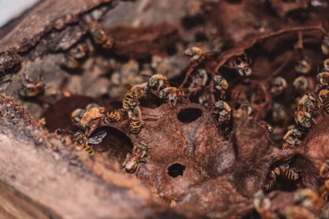 Gobierno del Estado reafirma compromiso con la apicultura yucateca