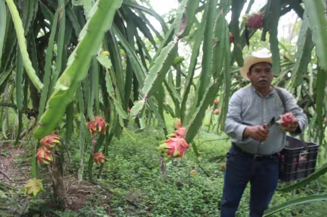 Los agricultores registran una producción de 8 mil toneladas anuales y una exportación de 300