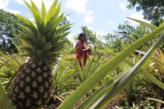 Quintana Roo pasó del puesto 23 en producción piñera en 2011