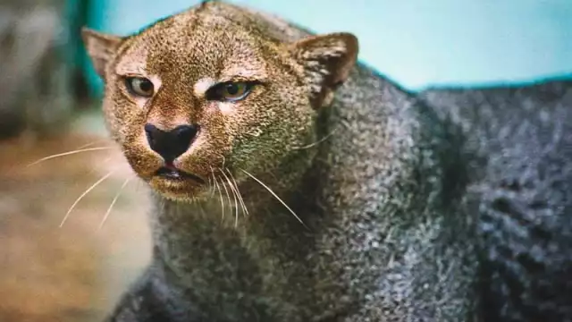Pese a ser un felino distribuido en toda América, se encuentra en peligro de extinción debido a su pérdida de habitad