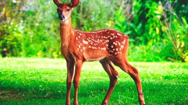 En Quintana Roo habitaban muchos venados, pero diferentes a como los conocemos en la actualidad