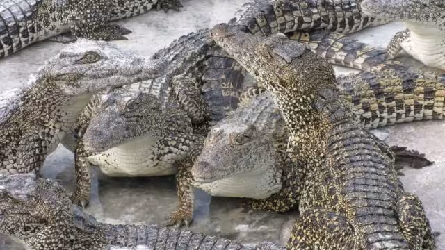 Por la caza indiscriminada en la década de los años 70 y 80 del siglo pasado, sus poblaciones se vieron muy afectadas