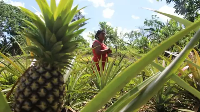 Quintana Roo pasó del puesto 23 en producción piñera en 2011