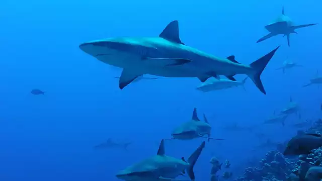 Los tiburones fueron vistos en Playa Xcalacoco