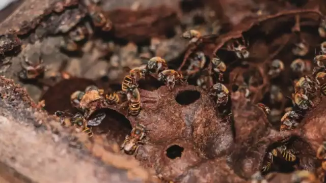Gobierno del Estado reafirma compromiso con la apicultura yucateca