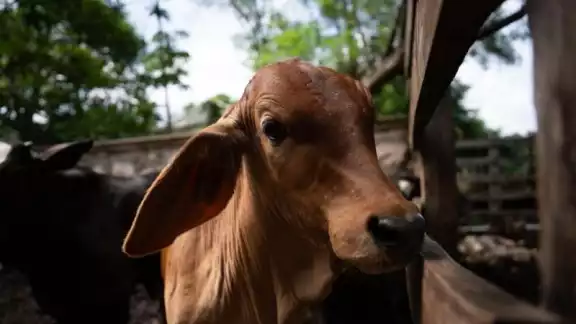 Trabajo conjunto protege la sanidad ganadera en Yucatán