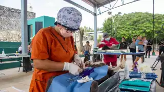 Suman más de mil 264 mascotas esterilizadas en cuatro meses por las jornadas gratuitas del Gobierno de Yucatán