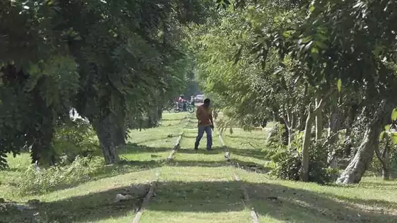 Campeche es uno de los estados más beneficiados con la reforestación