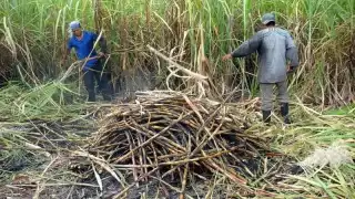 Hongo fusarium infecta 15 mil hectáreas de cultivos de azúcar en el sur de Quintana Roo
