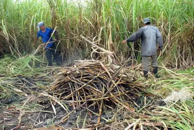 Cultivadores buscaron respaldo técnico y financiero para sostener el ciclo productivo venidero ante el panorama crítico que enfrentaba el plantío