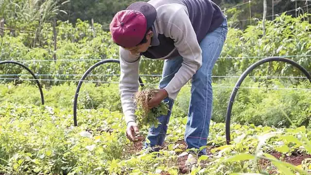 Agricultura ecológica, una década de impulsar huertos en Mama, Yucatán