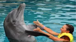 Delfinarios en Quintana Roo, respaldados por intereses económicos: Activista