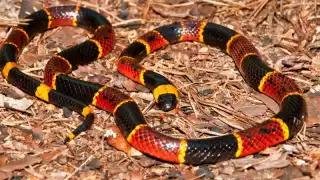 Al lugar de los hechos arribaron uniformados de la Policía Estatal para asegurarse de lo que sucedía.