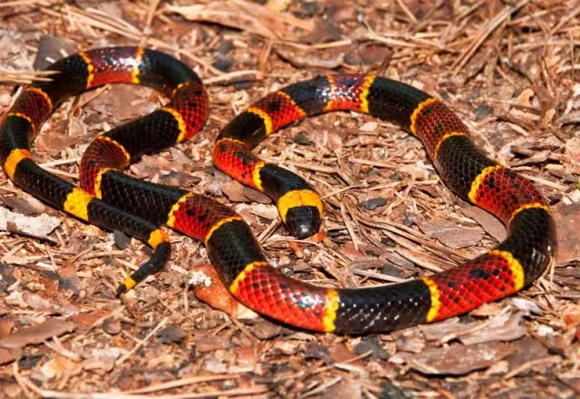 Al lugar de los hechos arribaron uniformados de la Policía Estatal para asegurarse de lo que sucedía.
