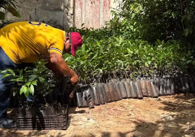 El Renacimiento Verde avanza en el Oriente yucateco