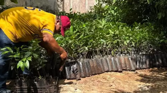 El Renacimiento Verde avanza en el Oriente yucateco