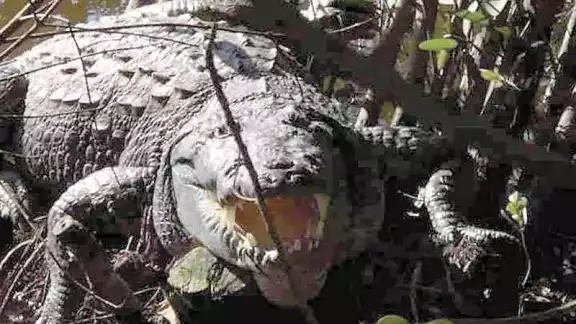 Cocodrilos en su hábitat es una de las especies que han sido noticia en Quintana Roo Cocodrilos en su hábitat es una de las especies que han sido noticia en Quintana Roo