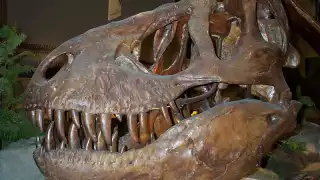 Por muchos años los dinosaurios dominaron el mundo hasta antes de la caída de un meteorito