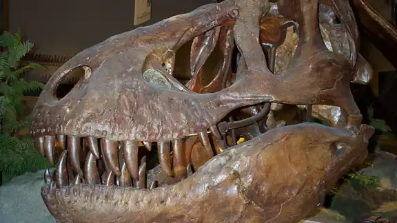Por muchos años los dinosaurios dominaron el mundo hasta antes de la caída de un meteorito Por muchos años los dinosaurios dominaron el mundo hasta antes de la caída de un meteorito