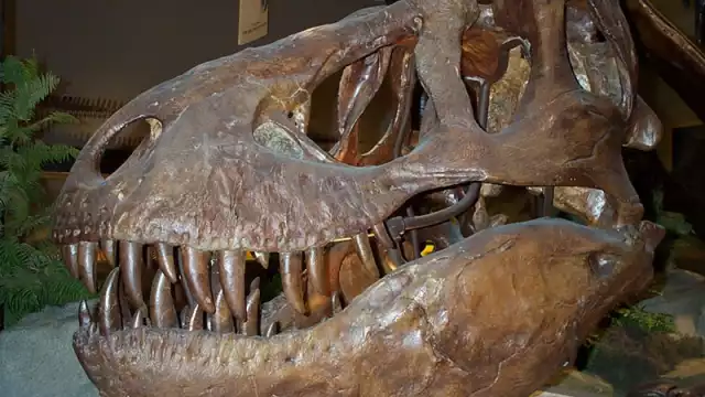 Por muchos años los dinosaurios dominaron el mundo hasta antes de la caída de un meteorito