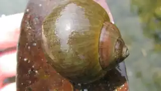 A principios de este año, Ecosur observó una importante cantidad de caracoles chivitas muertos