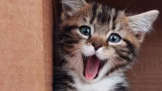 Algunos de estos michis tienen aspectos extraños y hasta temibles, pero la mayoría son adorables y resultan una excelente compañía