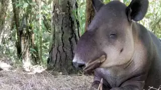 El tapir se extinguió hace 60 años en Yucatán