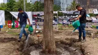 Varios factores han impactado negativamente en la salud del ahuehuete de Reforma