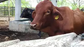 México y EU pactan plan para erradicar el gusano barrenador y reactivar exportaciones de ganado